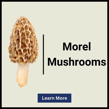 Montana Morel Mushrooms Page